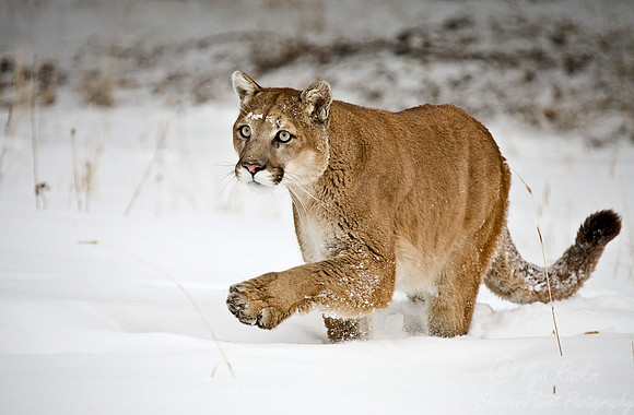 005_Mountain Lion
