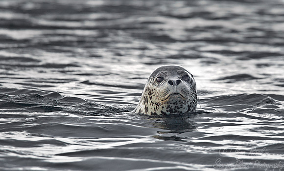 051 Spotted Seal (Phoca largha) Kuril Islands - Russia