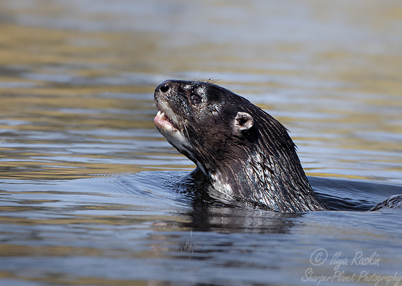 249 African clawless otter (Aonyx capensis) - Botswana