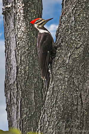 026 Pileated Woodpecker - MI