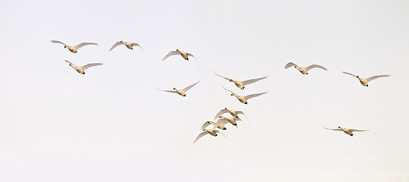 106 Whooper Swans (Cygnus cygnus) - Hokkaido Japan