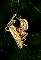 2012 Spiders and Frogs