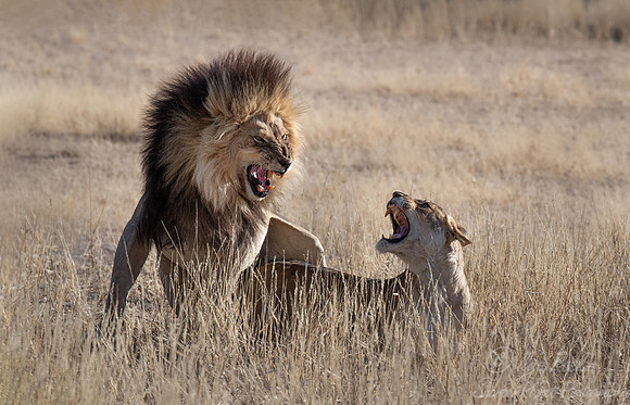 160 Lions (Panthera leo) - Kgalagadi Transfrontier Park SA