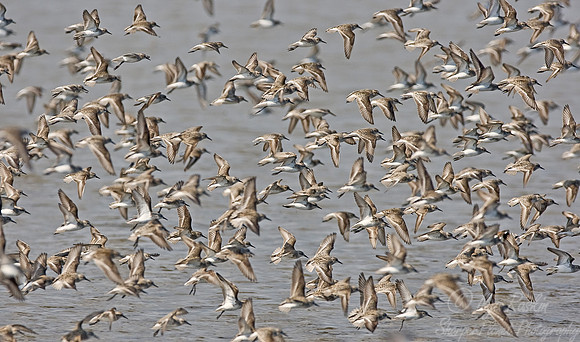 048 Flying Shorebirds - DE