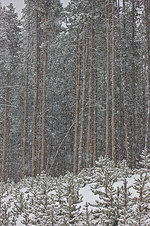 048_Yellowstone in winter