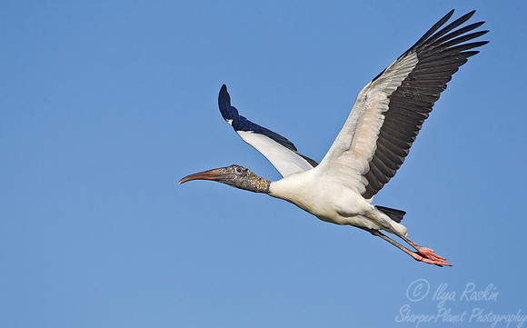 148 Wood Stork (Mycteria americana) FL