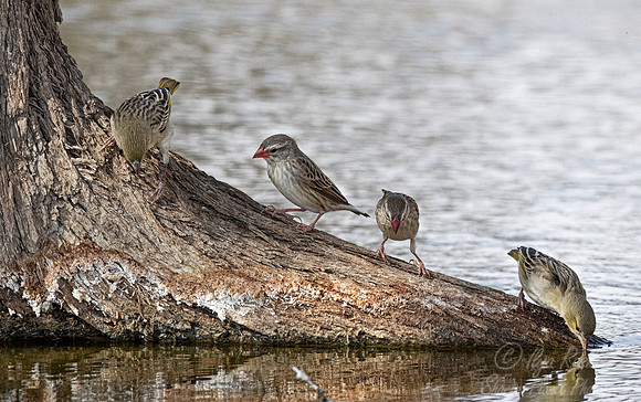 164 Southern masked weavers (Ploceus velatus) and Red-billed queleas (Quelea quelea) - Kgalagadi Transfrontier Park SA