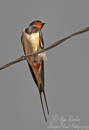 075 Barn Swallow (Hirundo rustica) - Kazakhstan