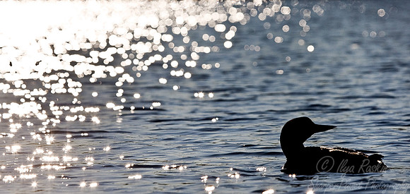 063_Common Loon_MI