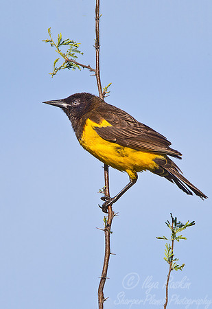 107 Brown-and-yellow Marshbird (Pseudoleistes virescens) - Ibera Wetlands Argentina