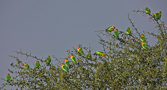 034 Red-faced Love Birds - Tanzania