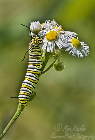 001_Monarch Butterfly Caterpiller_PA