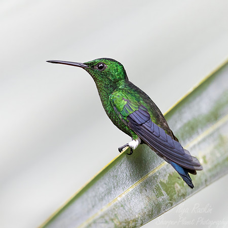 437 Steely-vented hummingbird (Saucerottia saucerottei) - Colombia cloud forest