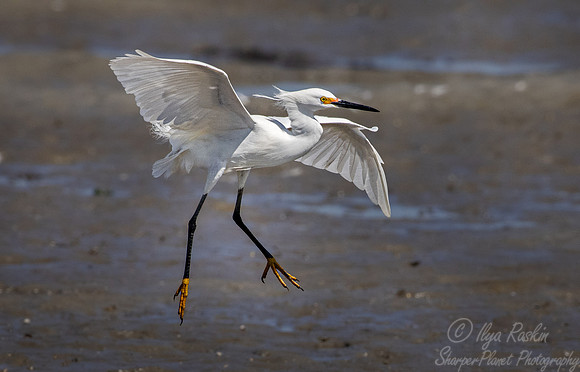 352 Snowy egret (Egretta thula) - SC