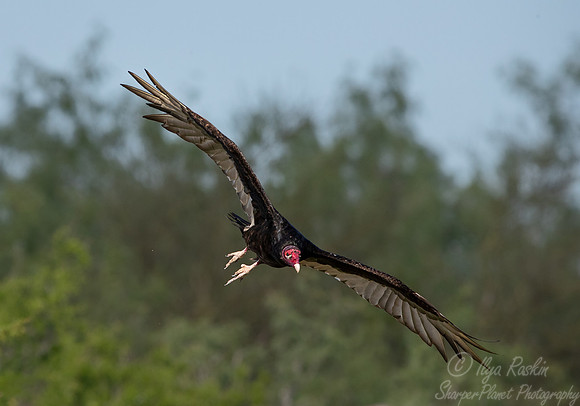 374 Turkey vulture (Cathartes aura) - TX