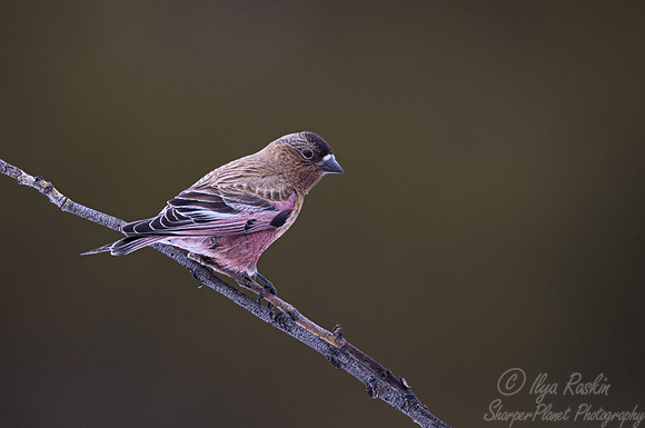 128 Gray-crowned rosy finch (Leucosticte tephrocotis) - CO