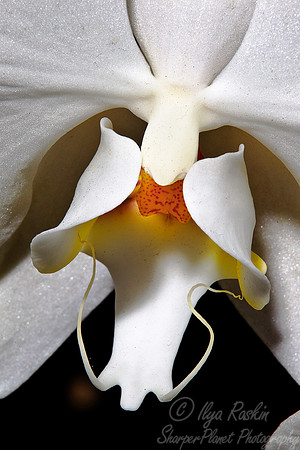 070 Orchid - NY Botanic Garden