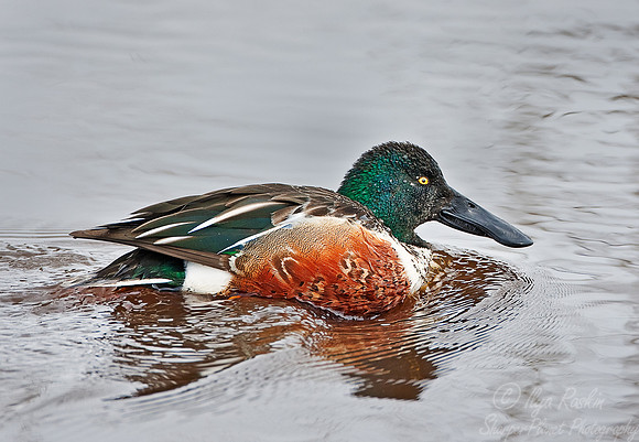 039 Northern Shoveler (Anas clypeata) Blackwater NWR - MD