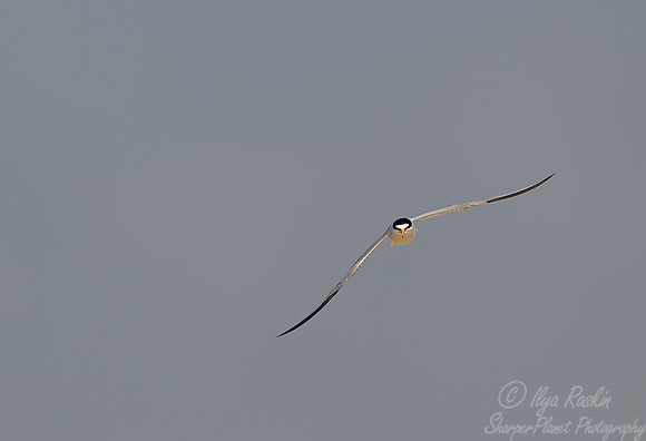 110 Least Tern (Sternula antillarum) - ME
