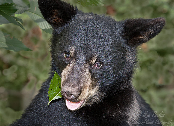 005_American Black Bear (Ursus americanus)_MN