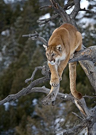 017_Mountain Lion