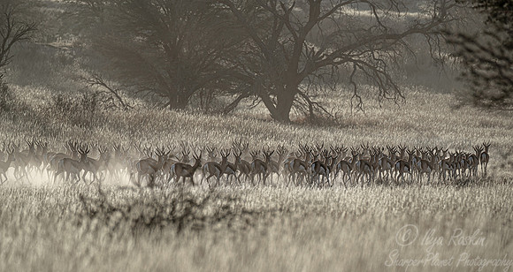 353 Springboks (Antidorcas marsupialis) - Kgalagadi Transfrontier Park SA