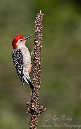 028_Red-bellied Woodpecker_MI