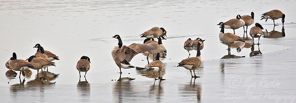 033 Canada Geese - NJ