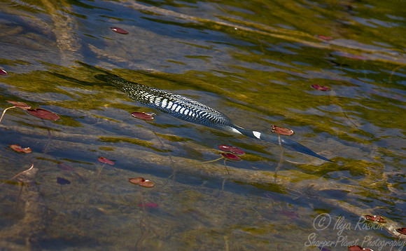 056 Common Loon - MI