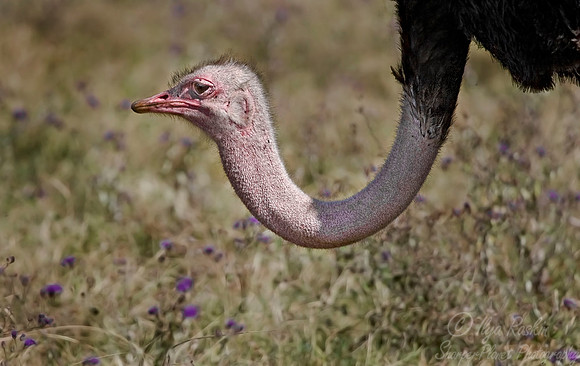 020 African Ostrich - Tanzania