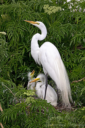 142 Great Egrets (Ardea alba) - FL