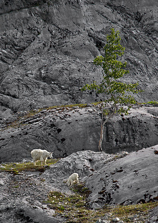 091 Mountain Goat (Oreamnos americanus) - AK