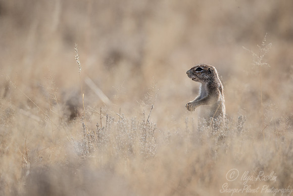 209 South African ground squirrel (Geosciurus inauris) - Kagalagadi Transfrontier Park SA