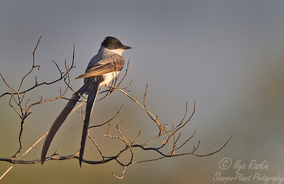 077 Fork-tailed Flycatcher (Tyrannus savana) - Ibera Wetlands Argentina