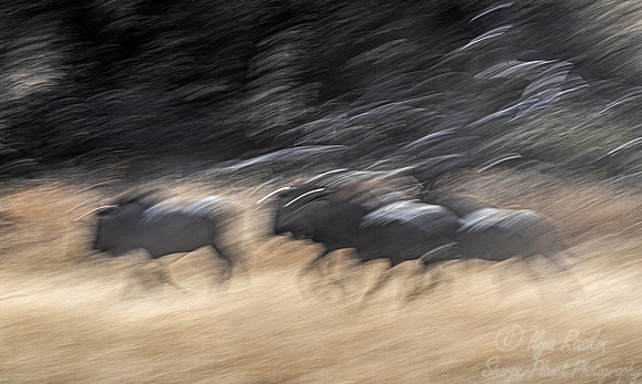 360 Blue wildebeests (Connochaetes taurinus) - Kgalagadi Transfrontier Park SA