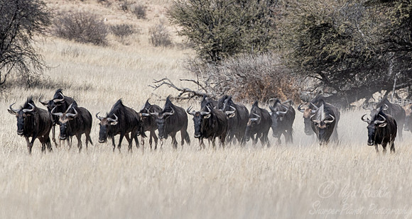 363 Blue wildebeests (Connochaetes taurinus) - Kgalagadi Transfrontier Park SA