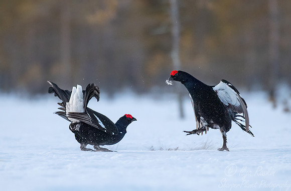 065 Black grouse (Lyrurus tetrix) - Finland