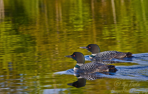 048 Common Loon - MI