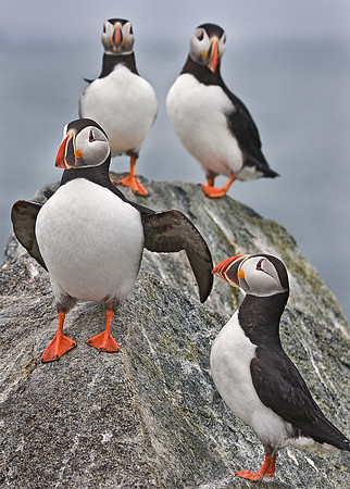 011 Atlantic Puffins - Canada