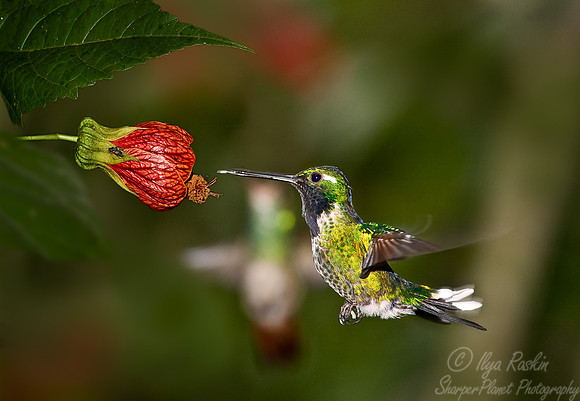 043 Purple-bibbed Whitetip - Ecuador