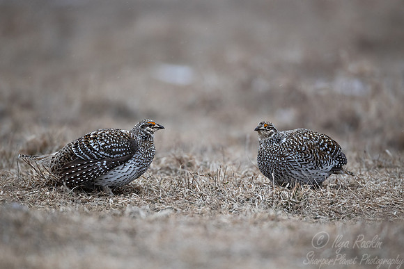 085 Sharp-tailed grouse (Tympanuchus phasianellus) - MN
