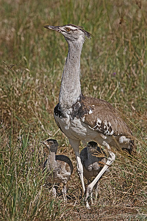 024 Cory Bustard - Tanzania
