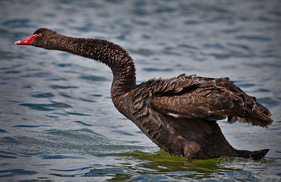 036_Black Swan_New Zealand