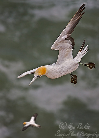 030 Gannets - New Zealand
