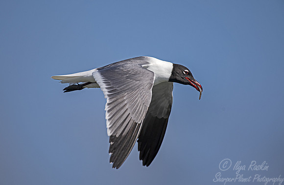 330 Laughing gull (Leucophaeus atricilla) - SC