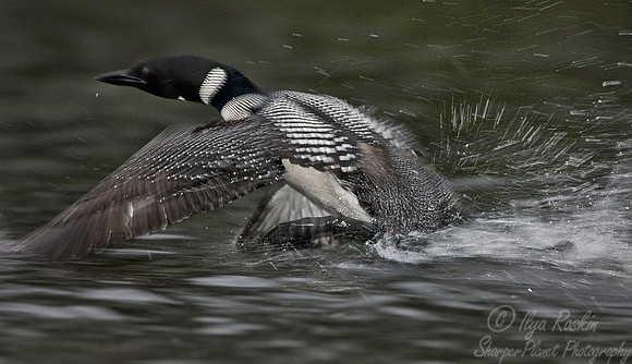 054 Common Loon - MI