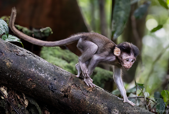 242 Crab-eating or long-tailed macaque young (Macaca fascicularis) - Sumatra Indonesia