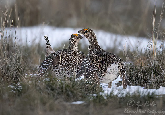 072 Sharp-tailed grouse (Tympanuchus phasianellus) - CO