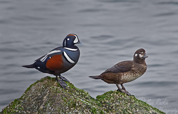 069 Harlequin Ducks (Histrionicus histrionicus) - NJ