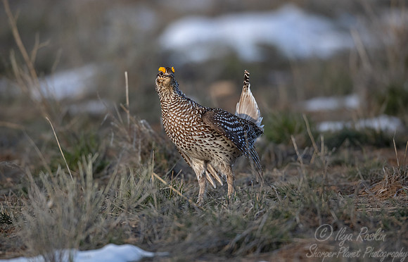 078 Sharp-tailed grouse (Tympanuchus phasianellus) - CO